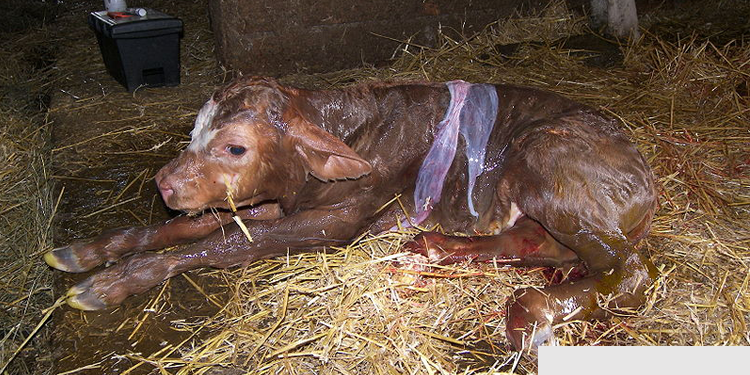 Newlyborn cow